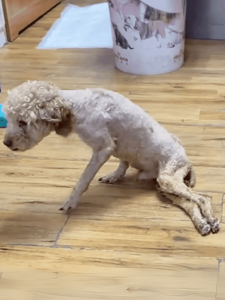 Small curly-haired dog sitting on wooden floor in shelter or clinic.