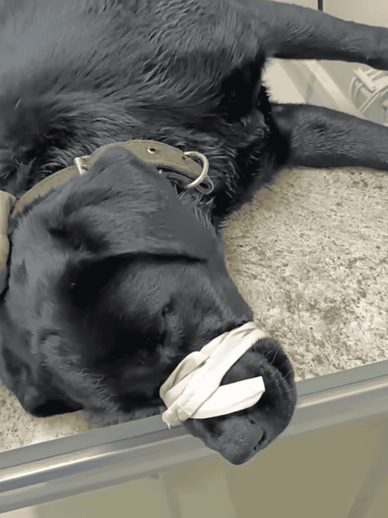 Relaxed black dog resting with bandaged nose, lying peacefully on the floor at dog shelter or vet.