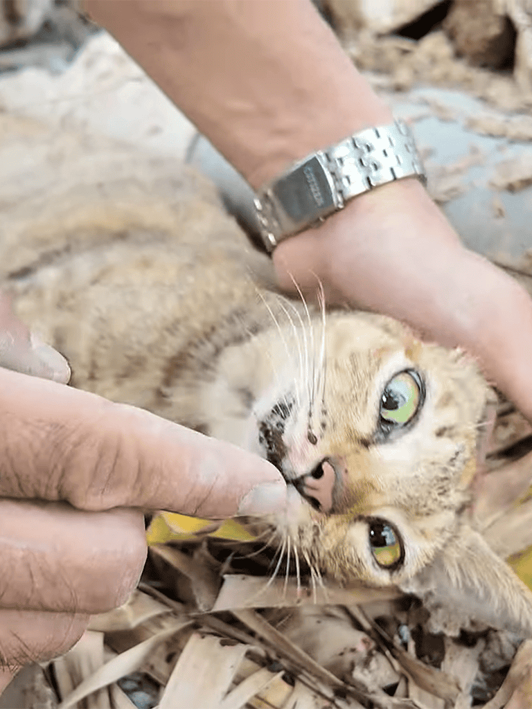 Close-up of a playful tabby cat biting human finger outdoors.