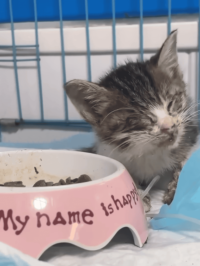 Adorable kitten with closed eyes sitting near a pink food bowl that says "My name is happy".