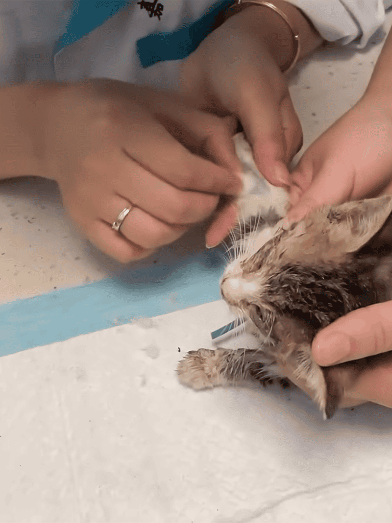 Hands administering vaccine to a wet kitten, veterinary clinic environment.