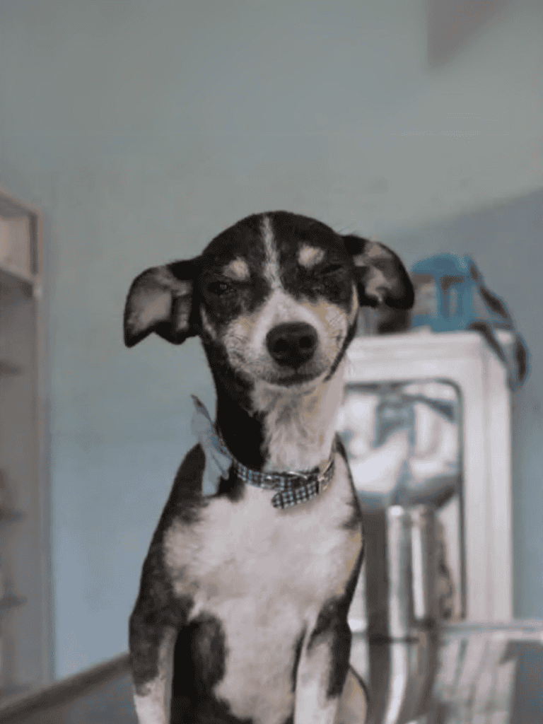 Playful puppy with soft fur.