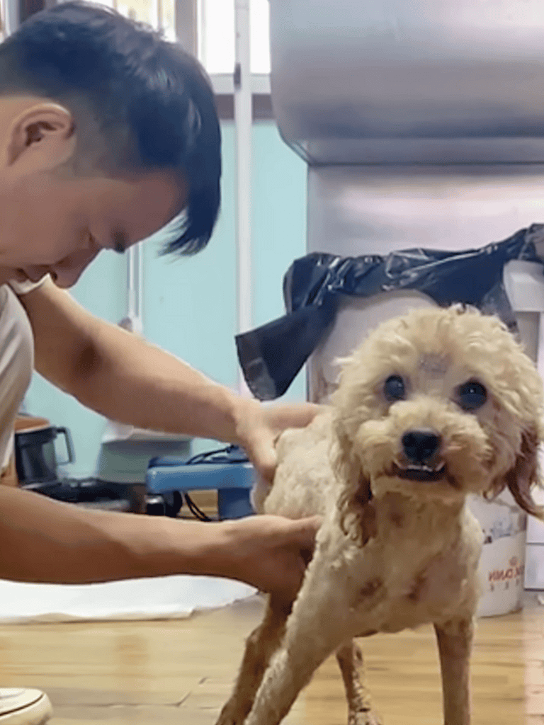 Dog Grooming for Happy Pets, DogFix.com.