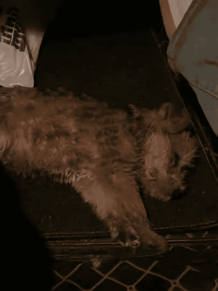 Puppy sleeping on the floor, relaxed dog resting peacefully after play, perfect nap time for a furry friend.