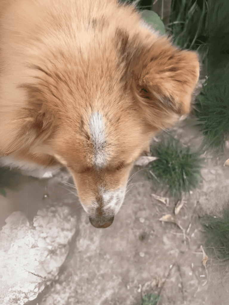 Dog sniffing ground outdoors, surrounded by greenery, showing curiosity and natural behavior.