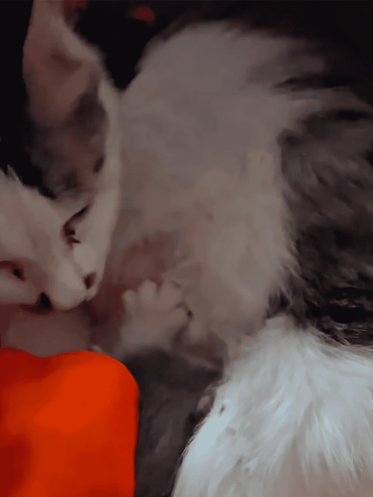 Adorable cats snuggling together, showcasing their bond and affection. Perfect for cat lovers and pet companionship.