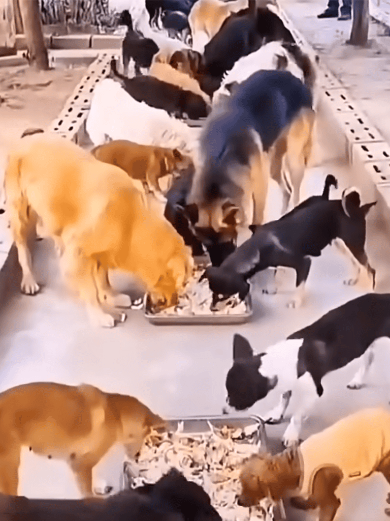 Adorable dogs sharing food in a social feeding session.