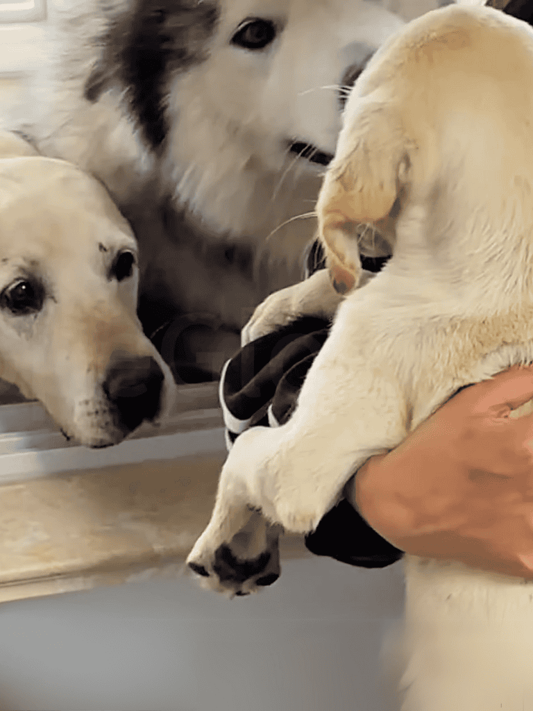 Adorable sibling huskies cuddling and playing together, showcasing the lively and affectionate nature of husky dogs.