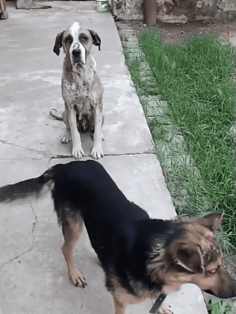 Adorable dogs outside, playing on concrete with grass nearby, showcasing friendly, active dog companionship.