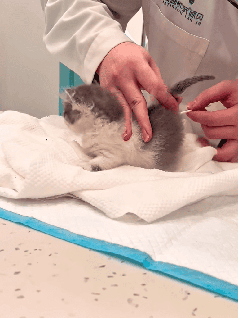 Veterinary care for kittens and cats at Dogfix.com.