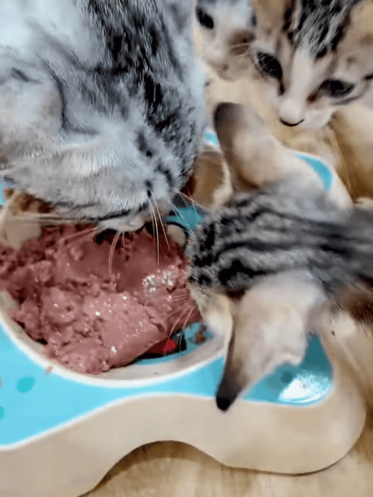 Cute cats enjoying nutritious wet cat food.
