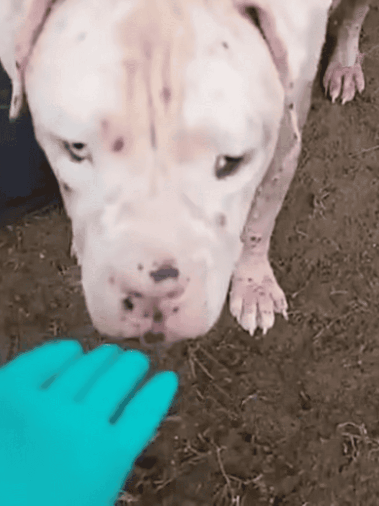 Adopt a pitbull dog.