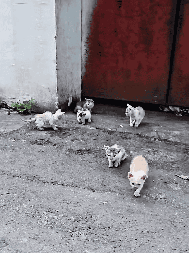 Adorable stray kittens playing outdoors, perfect for animal rescue and pet care enthusiasts.
