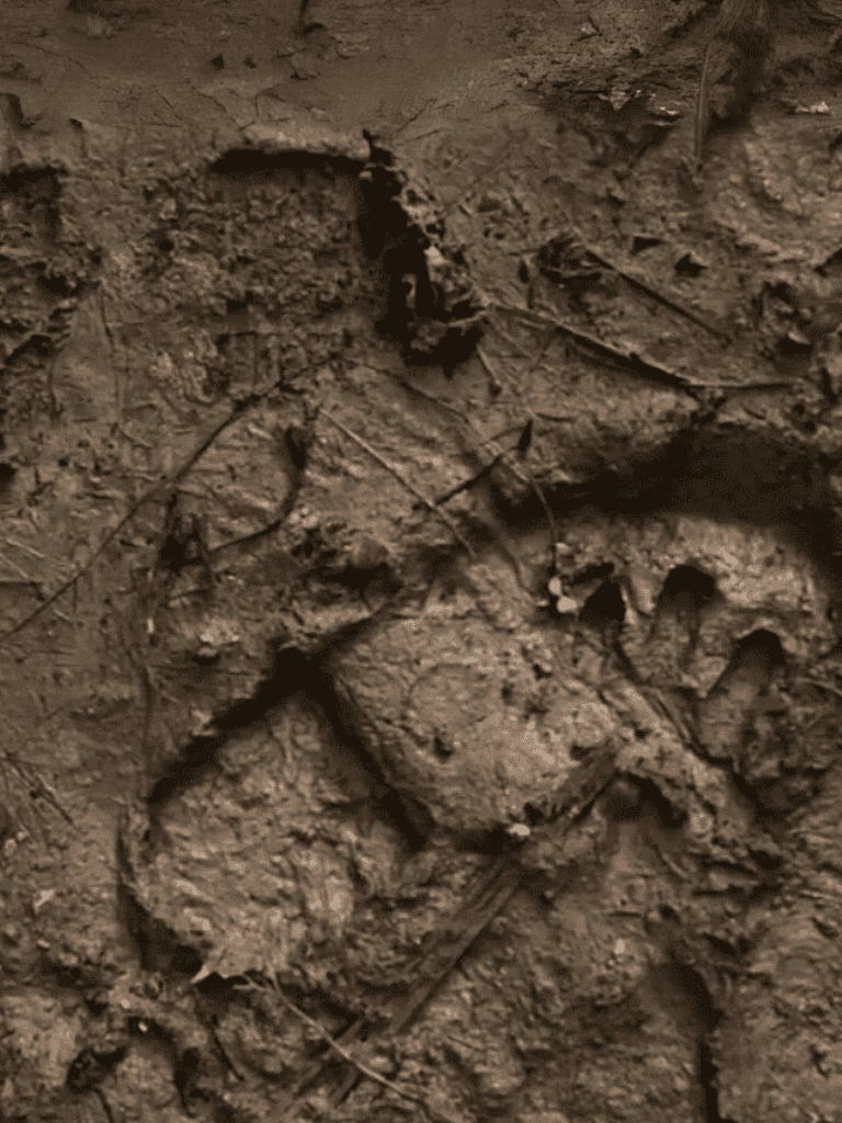 Close-up of dog paw prints in moist dirt outdoors.