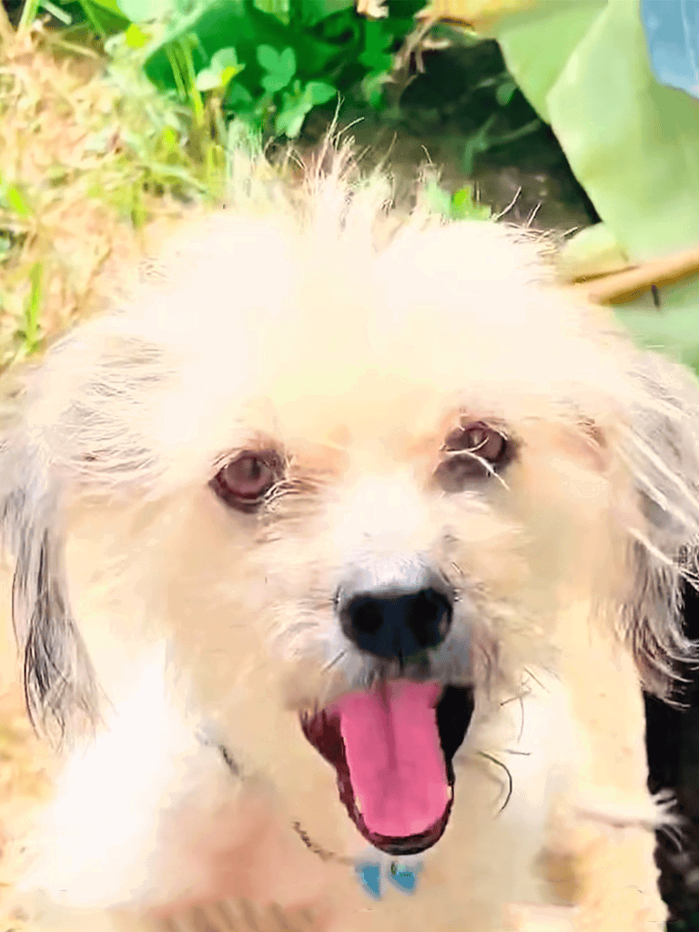 Adorable dog enjoying outdoors in green garden, happy and playful.