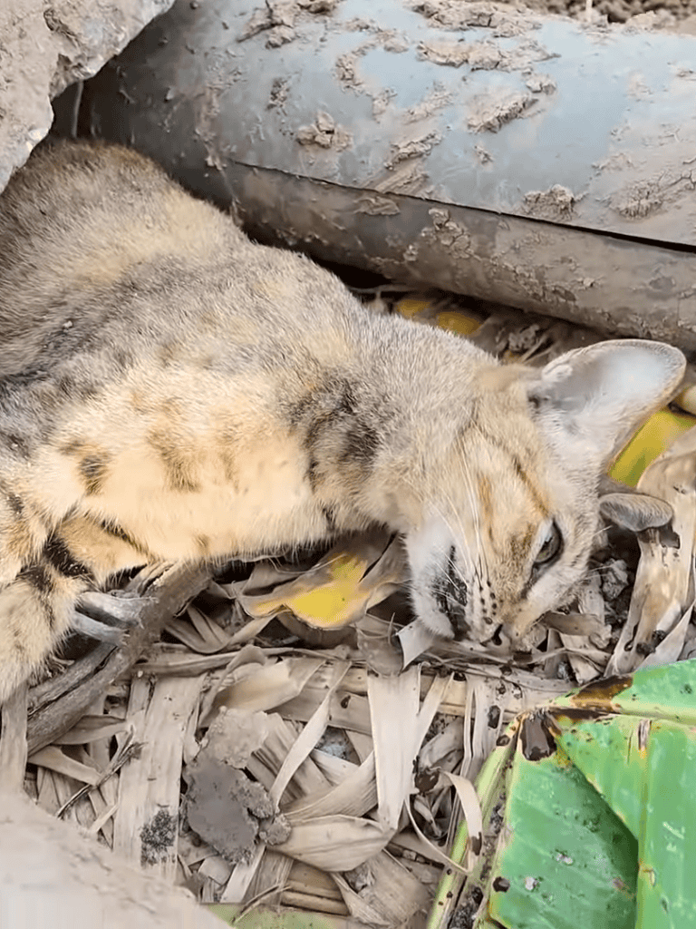 Adorable wild cat resting amidst dry leaves and bamboo debris.