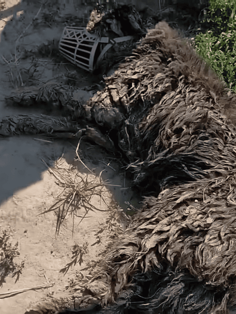 Dog remains after fire incident, image shows burnt body and destruction scene.