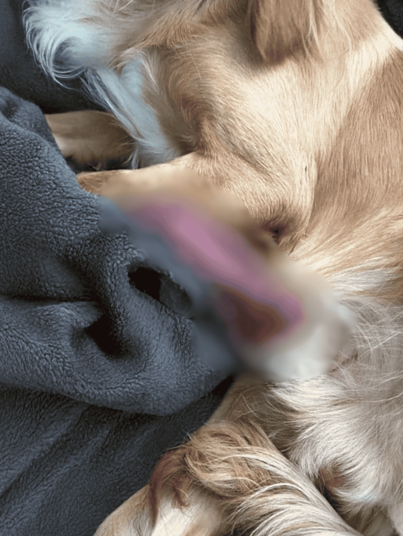 Close-up of a golden retriever puppy resting with a cozy blanket, perfect for dog lovers.
