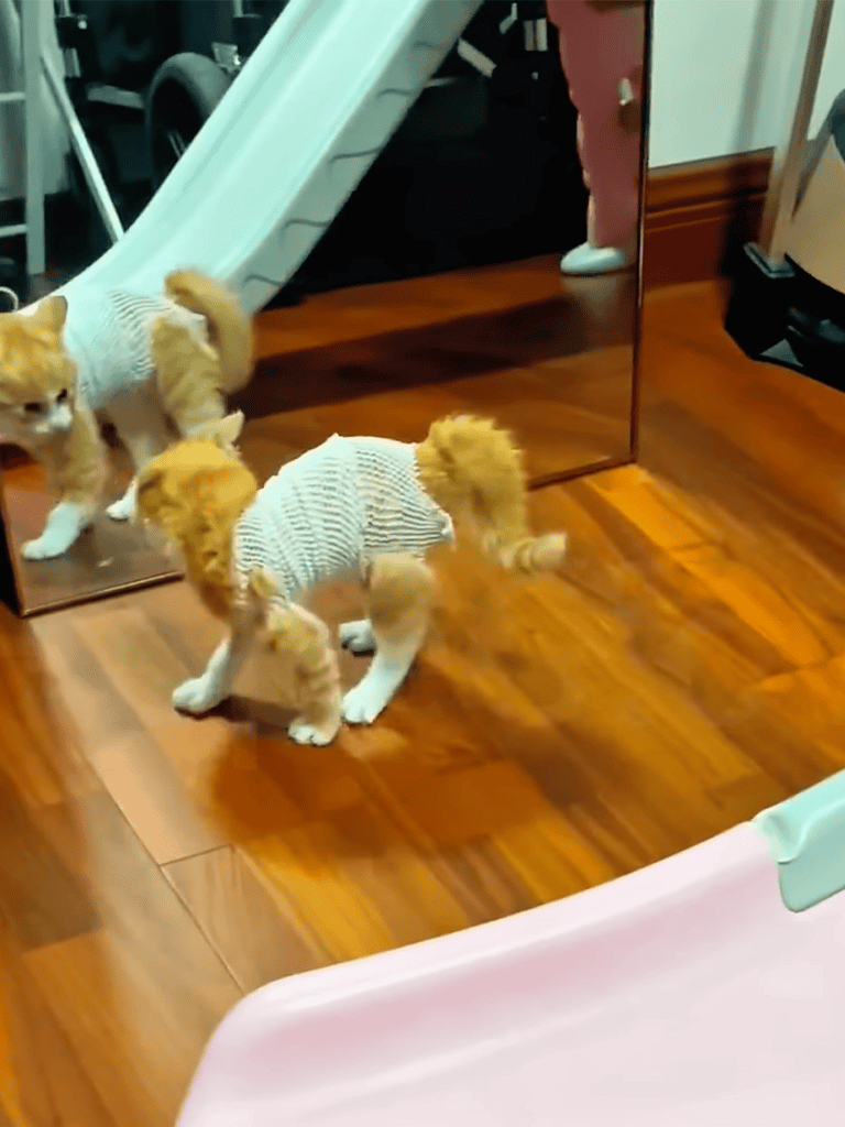 Adorable puppy looking at its reflection in a mirror, showcasing playful curiosity.