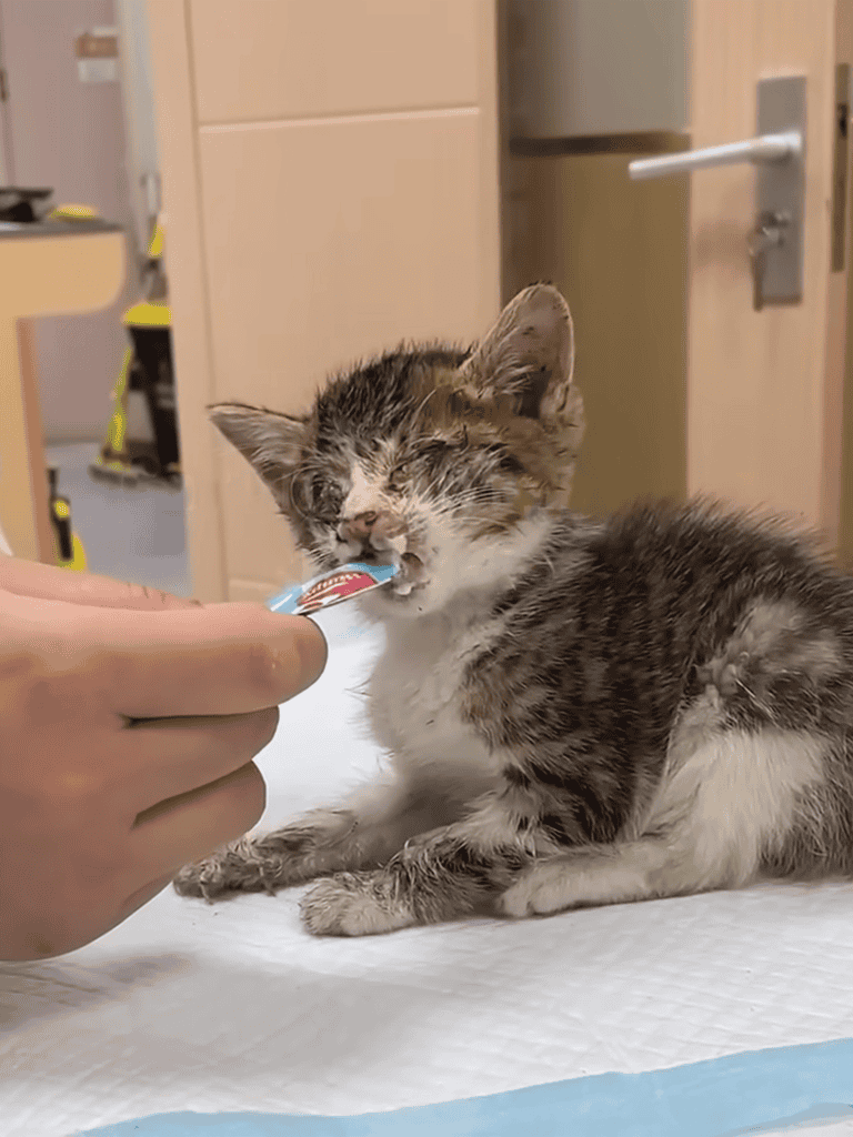 Cute kitten being treated with a nail cap at a veterinary clinic.
