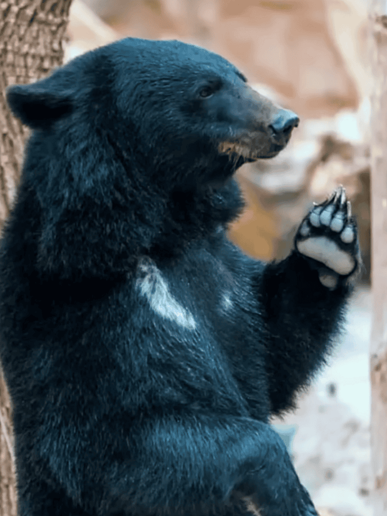Cute black bear with paws clasped together, close-up wildlife photo.