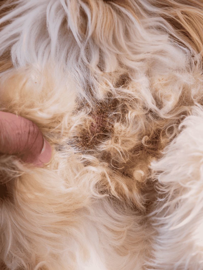 Close-up of dog’s skin showing infection and redness.