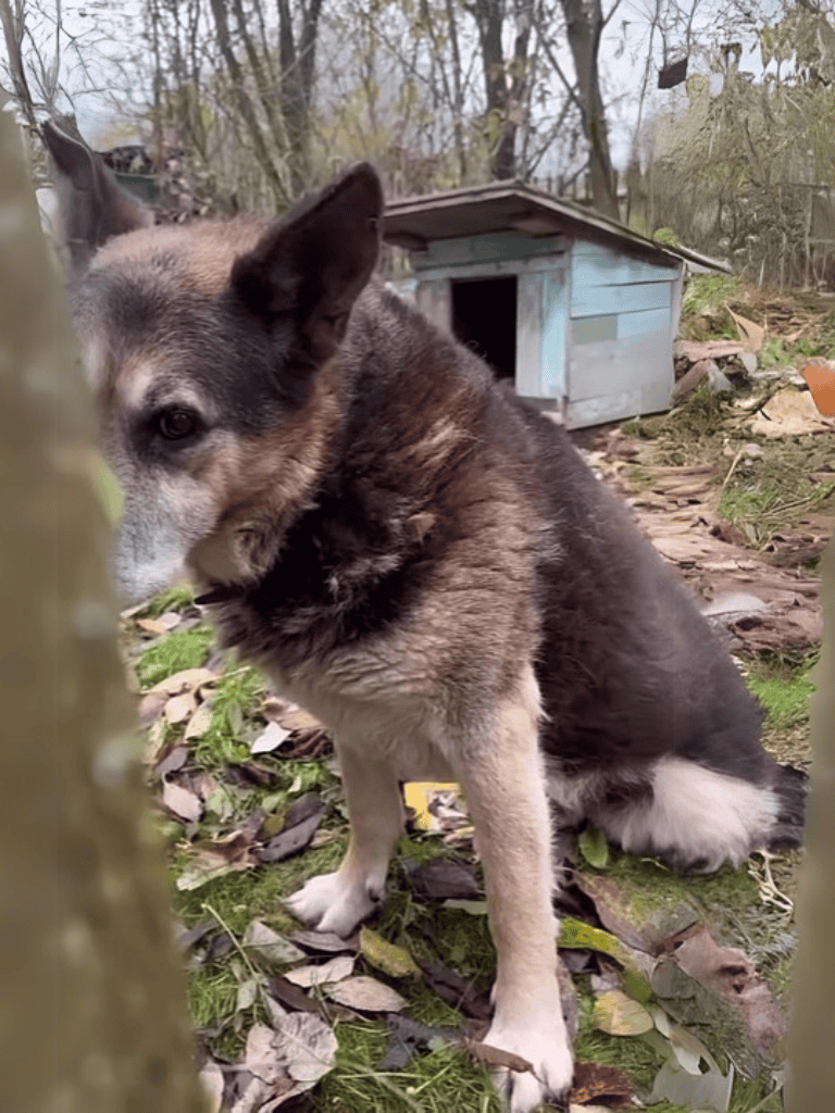Adorable German Shepherd Mix dog for adoptionless.