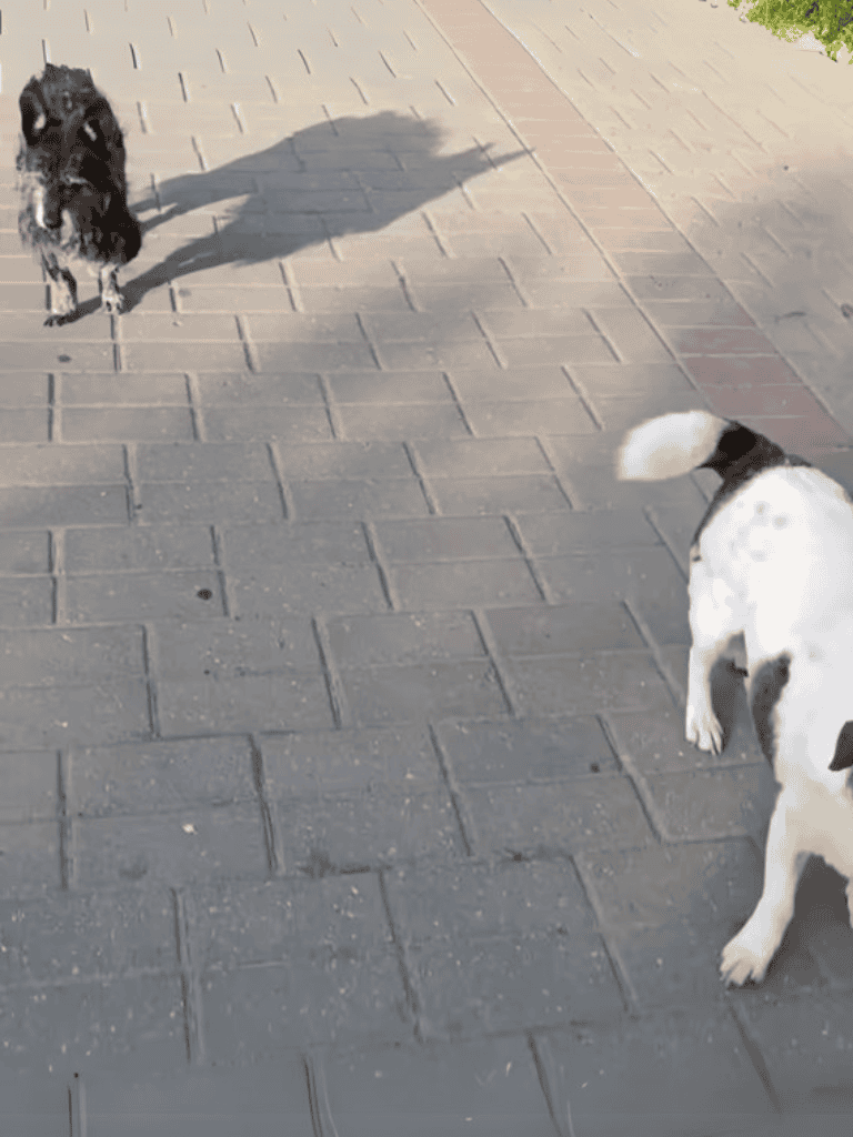 Adorable puppies greeting each other on sidewalk.