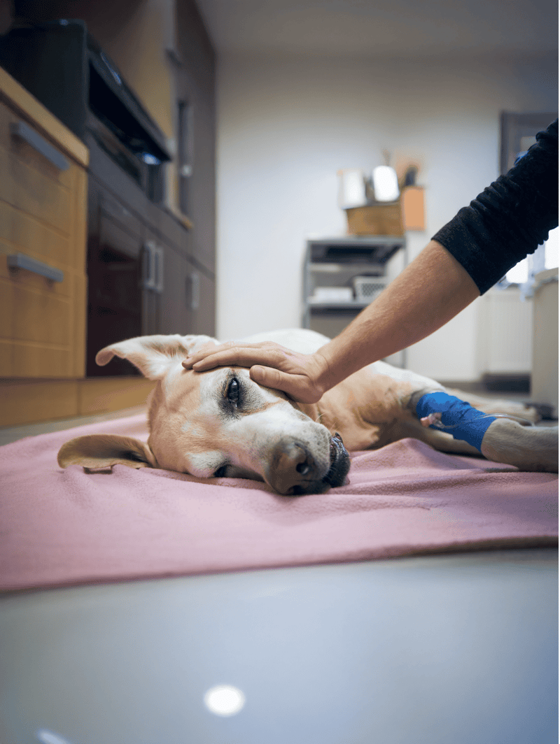 Vet examines a tired dog laying on the clinic floor.