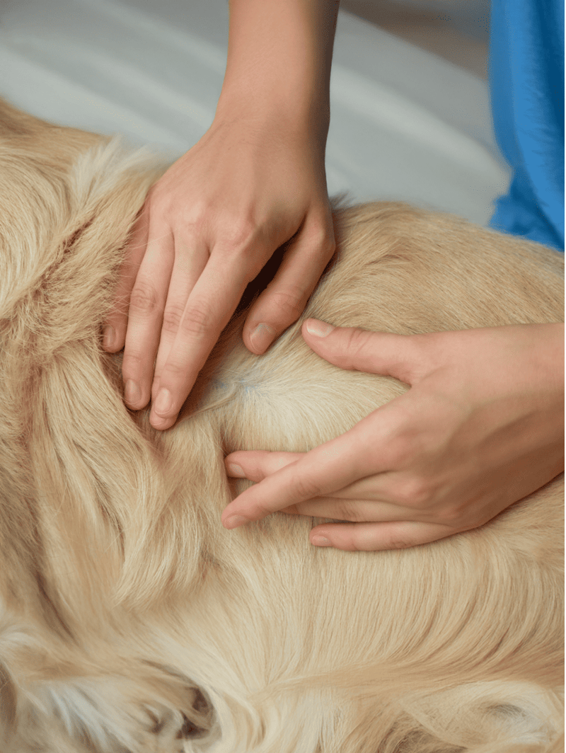 Close-up of a veterinarian examining a golden retriever's back.