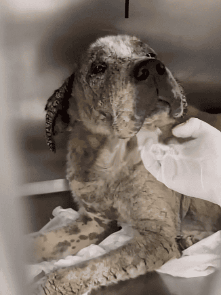 Eye exam for injured dog at veterinary clinic.