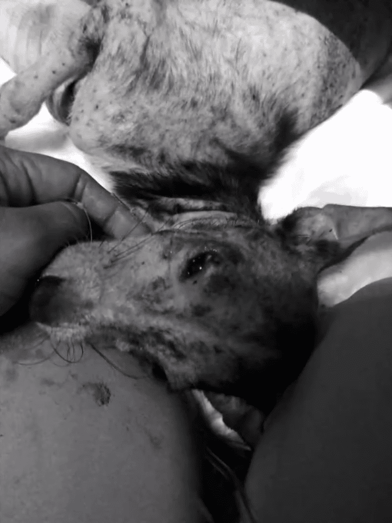 Dog lying peacefully with gentle human touch.