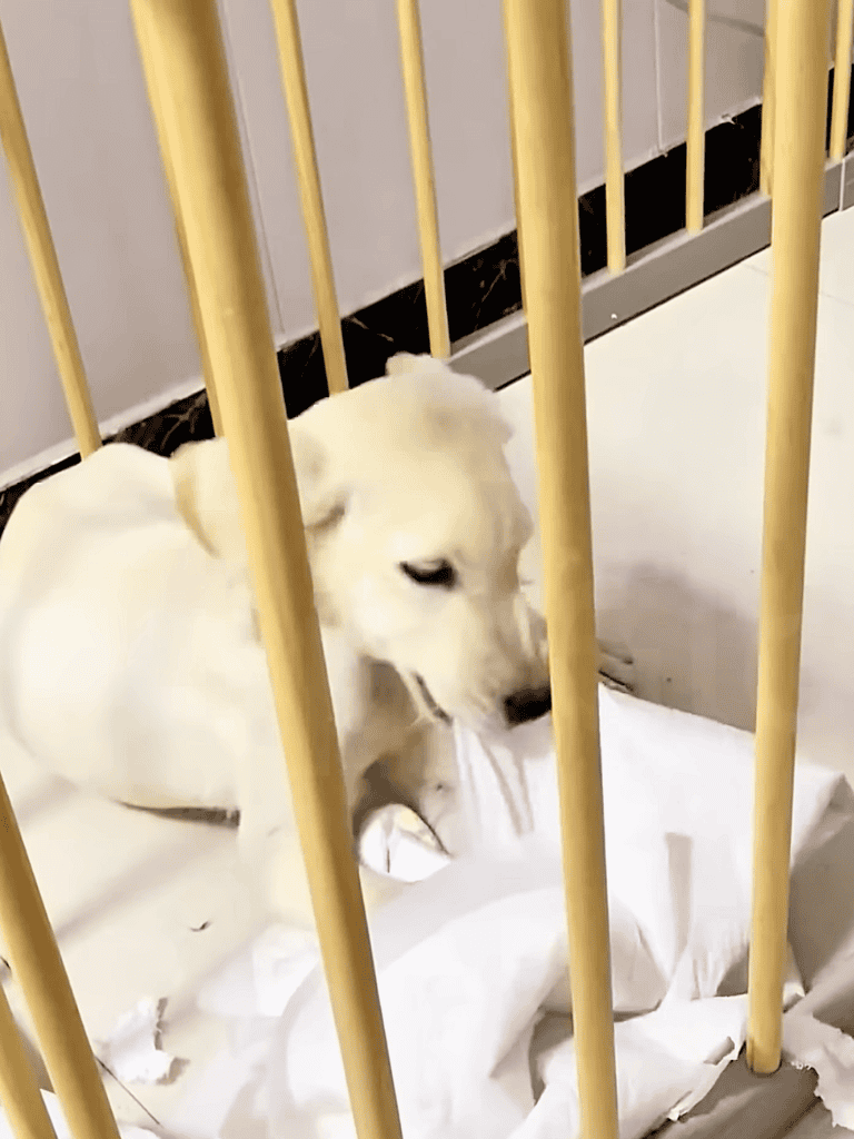 Adorable white puppy inside a kennel with paper towels, waiting for professional dog grooming and care services.