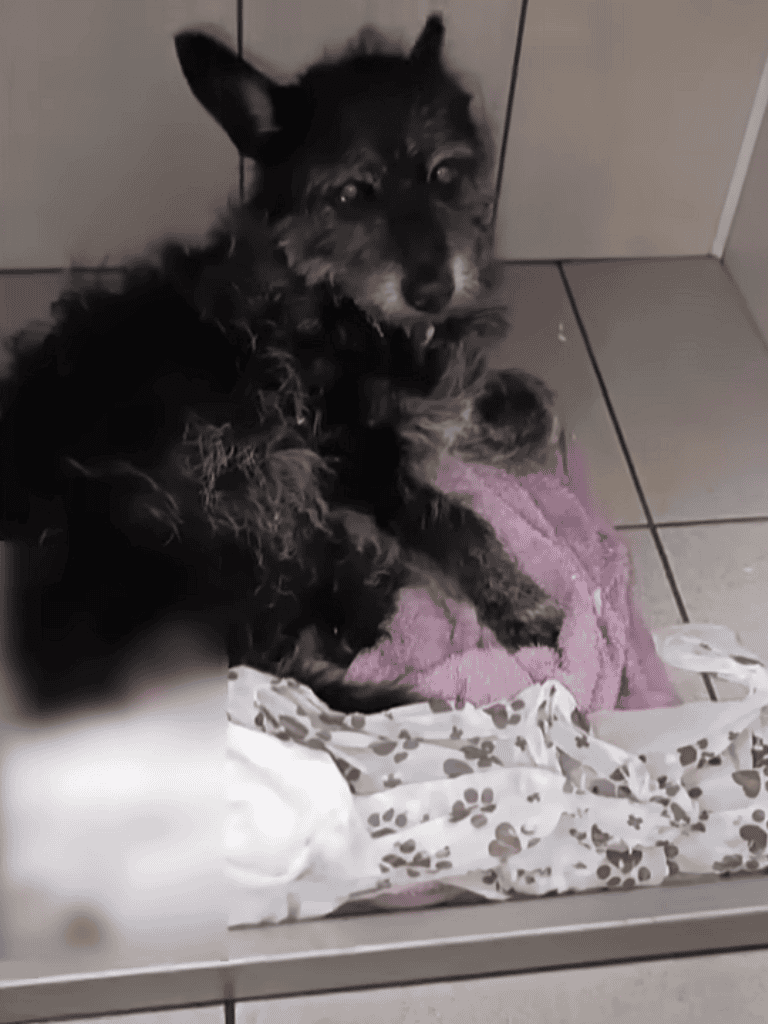 Adoptable dog resting on a pink towel at the shelter, looking calm and in need of a loving home.