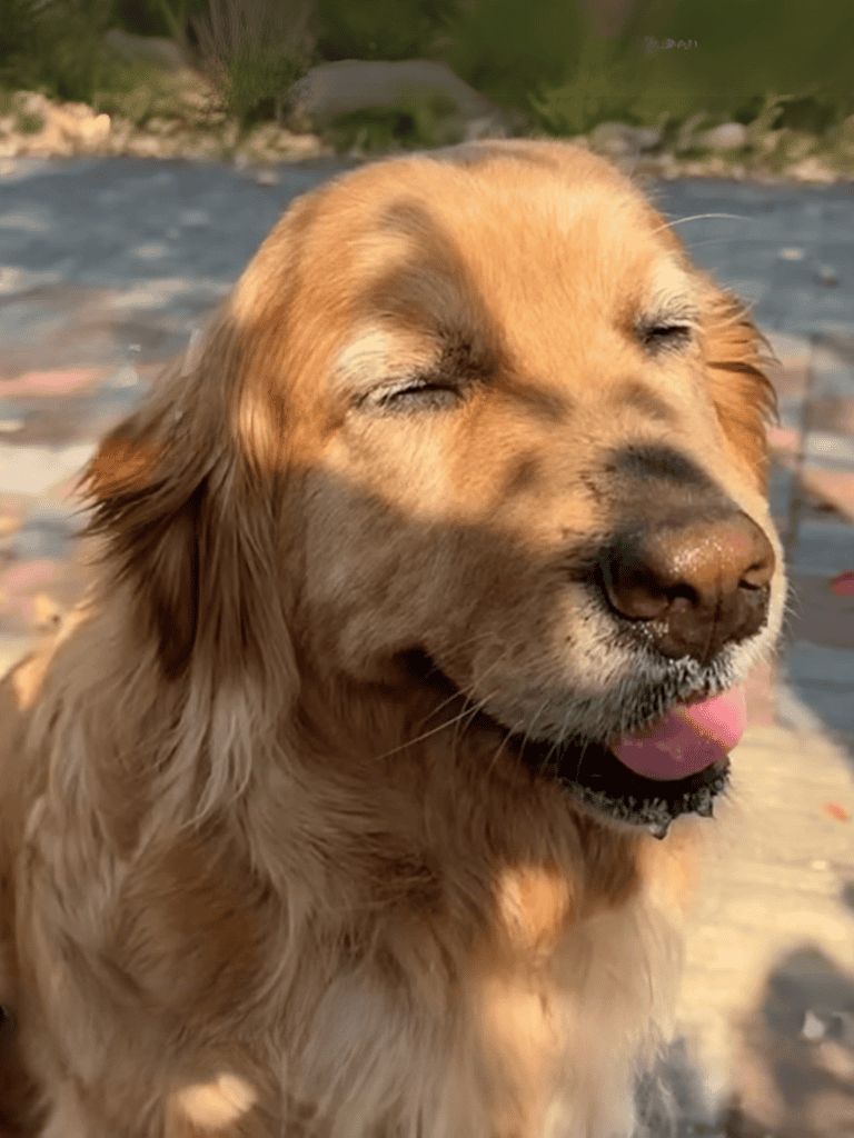 Golden retriever with eyes closed, happy dog in nature.