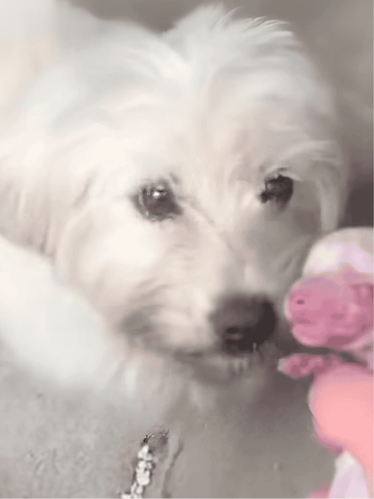 Adorable white puppy playing with pink toy, showcasing playful and affectionate dog behavior.