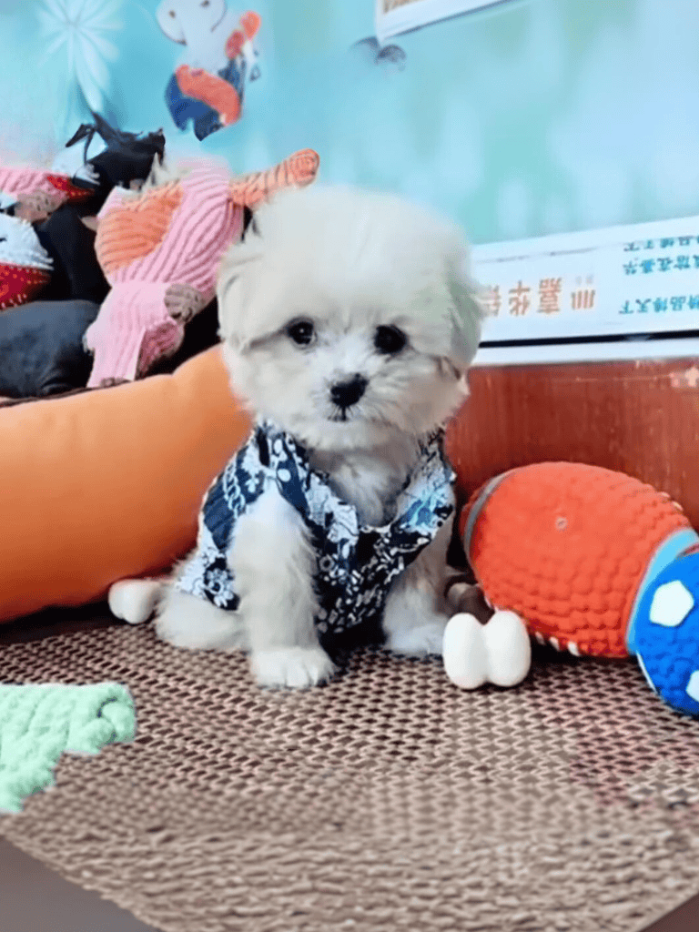 Adorable puppy wearing a stylish blue bandana, sitting with plush toys and colorful background.