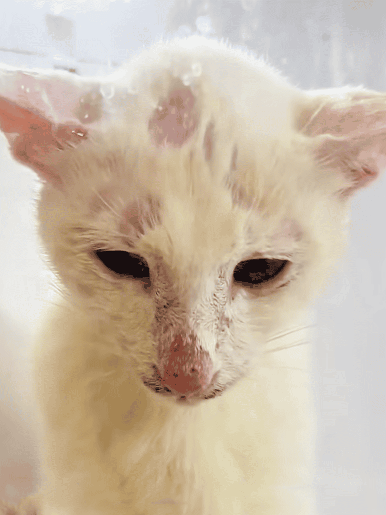 White Cat with Pink Nose.