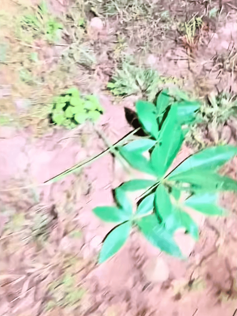 Close-up of green foliage in soil outdoor setting.