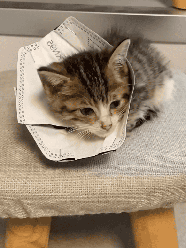 Adorable kitten wearing a face mask around its neck.