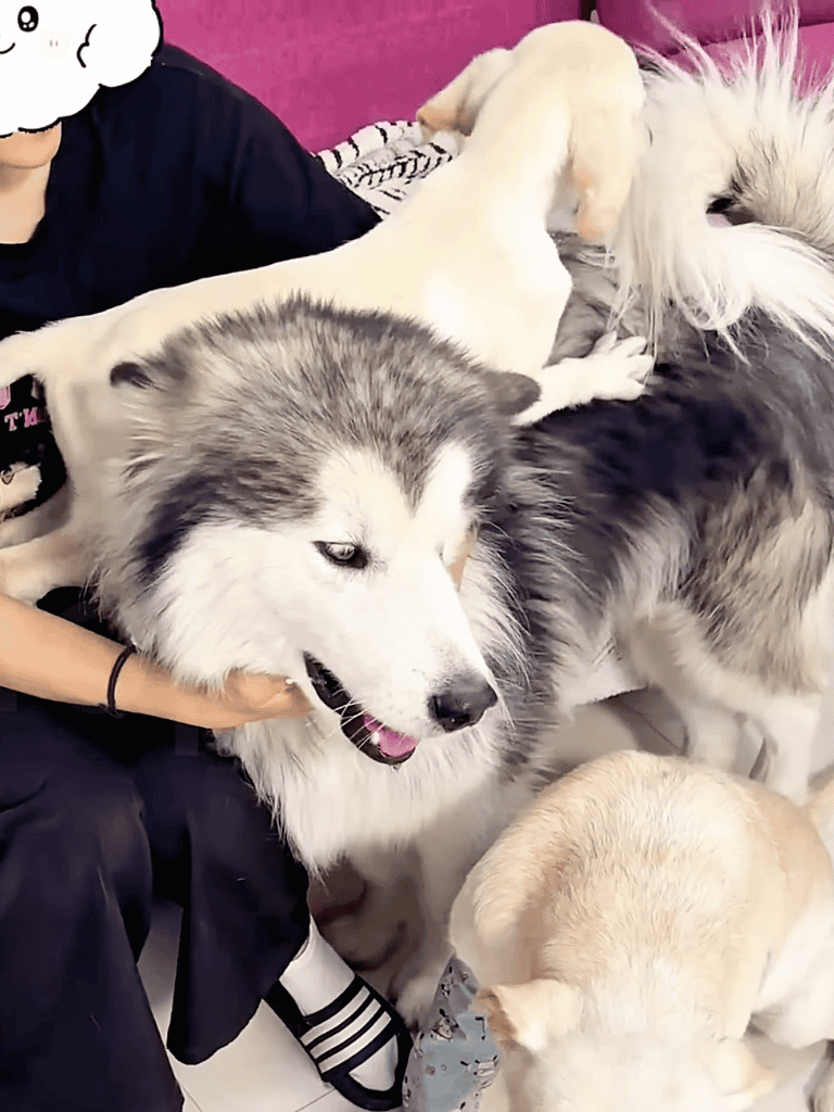 Adorable husky and Labrador puppies playing together at Dogfix. Foster care and rescue services for dogs.