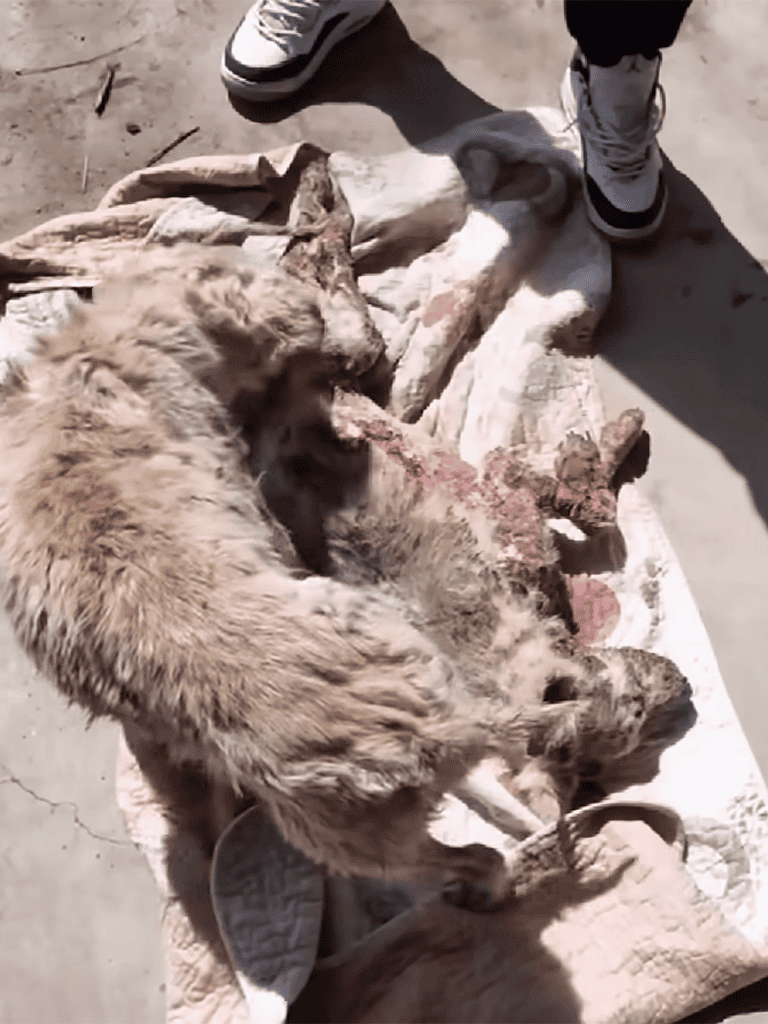 Rescued lion cub receiving medical attention from compassionate handlers outdoors.