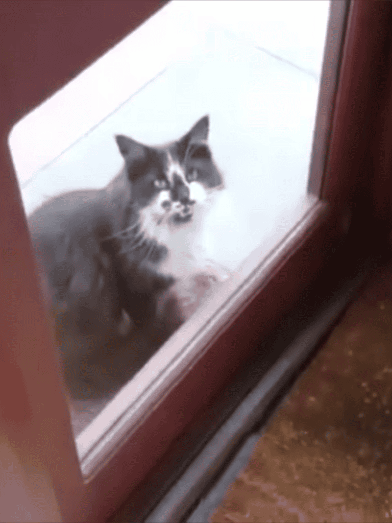 Cat looking through glass door, fluffy black and white indoor-outdoor feline.