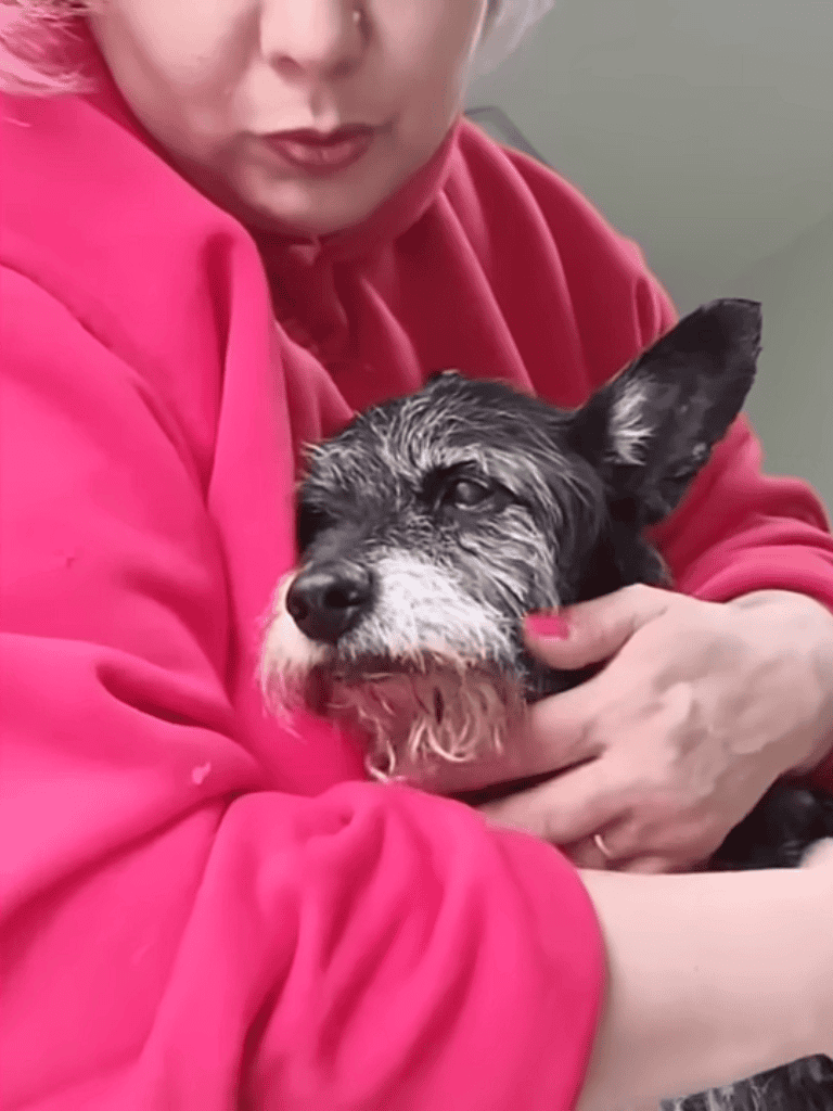 Close-up of a person holding a small, scruffy dog with affectionate care, emphasizing companionship and pet health.
