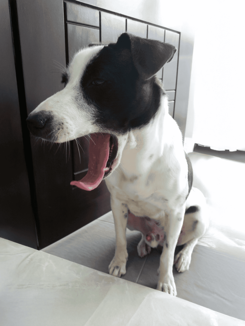 Adorable dog yawning, sitting on tiled floor near modern dark wood furniture.