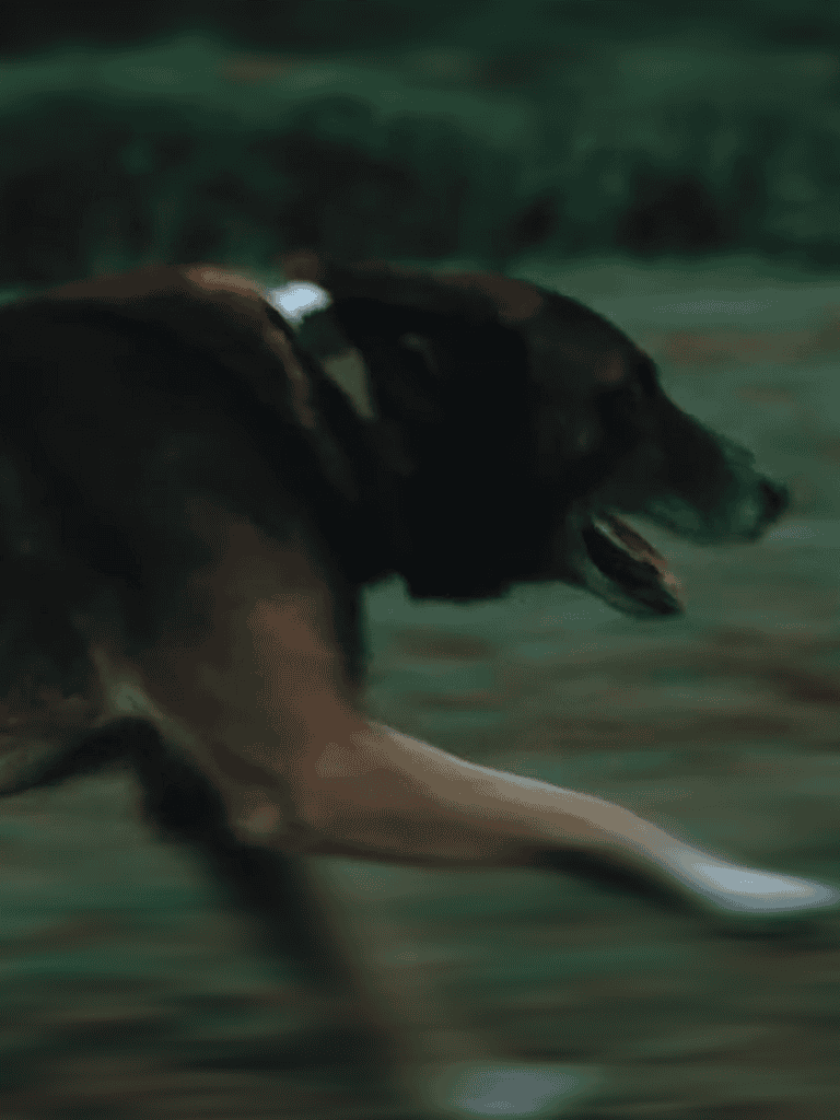 Dog running in water, outdoor activity, energetic and playful dog, exercise, pet fitness.