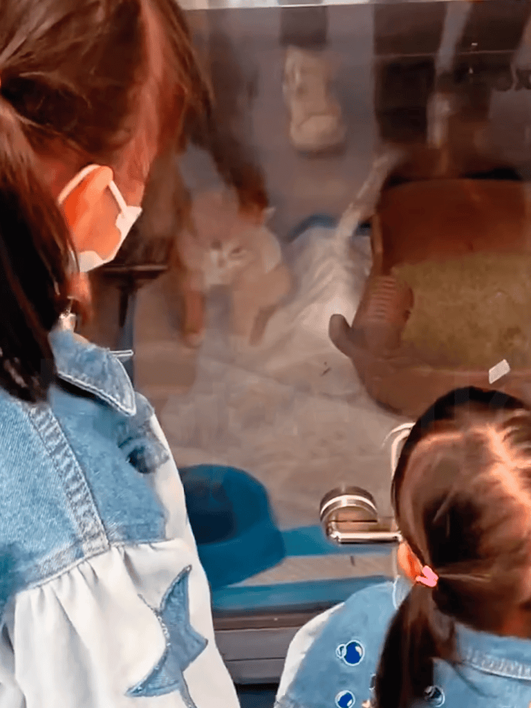 Close-up of vet and girl observing cat through glass window, animal health and pet care, veterinary service.
