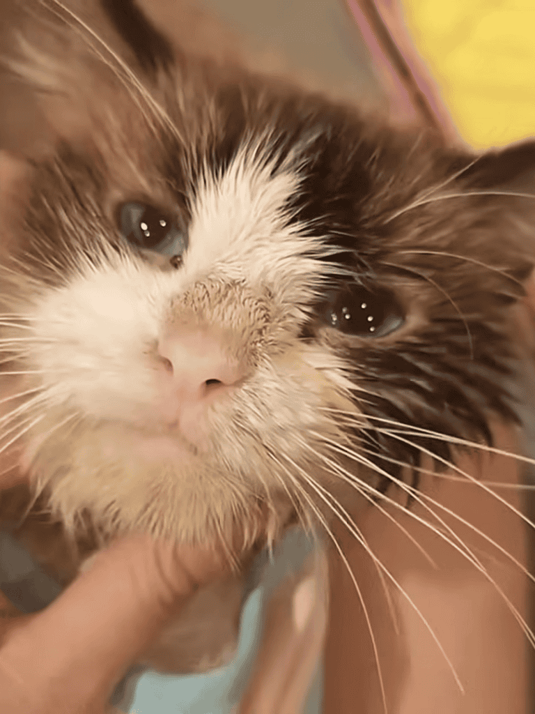 Close-up of a wet, adorable cat with white and orange fur, looking directly at the camera.