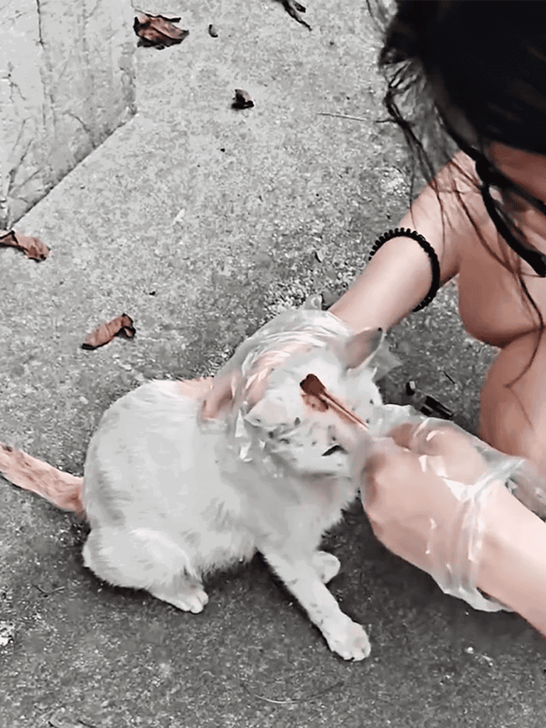 Alt text: Person grooming white cat outdoors with gloves, surrounded by leaves on concrete ground.