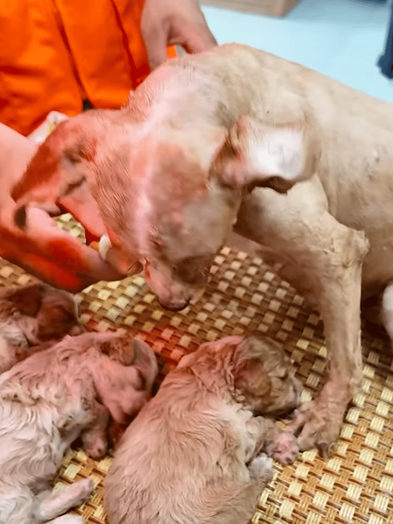 Adorable puppies nursing from their mother, showcasing loving pet care and early puppy development.